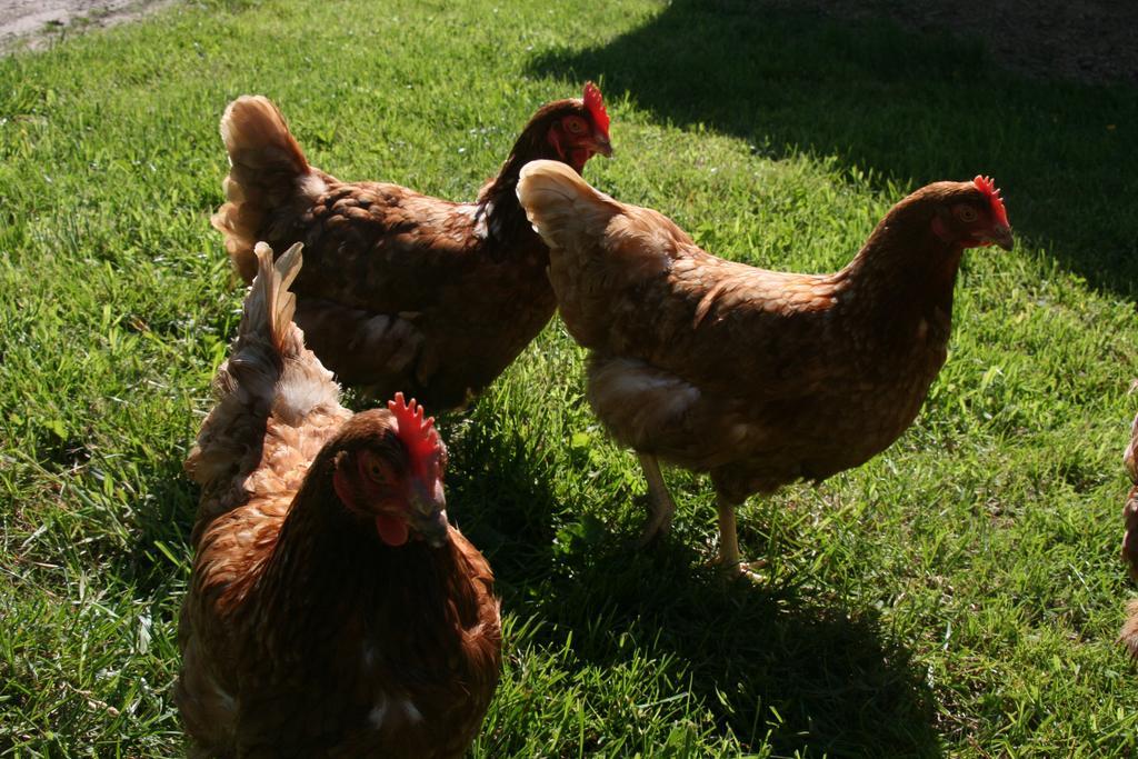 Paardenhof Guesthouse Esquelbecq Dış mekan fotoğraf