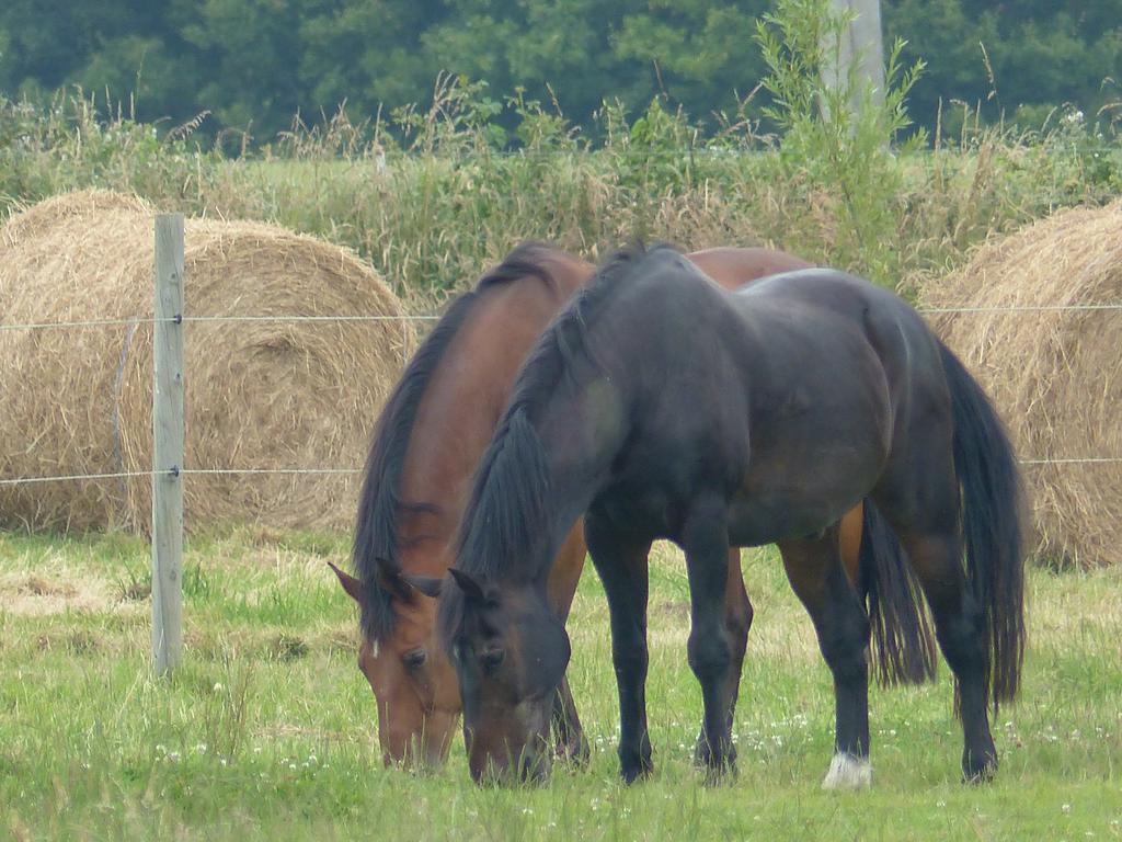 Paardenhof Guesthouse Esquelbecq Dış mekan fotoğraf